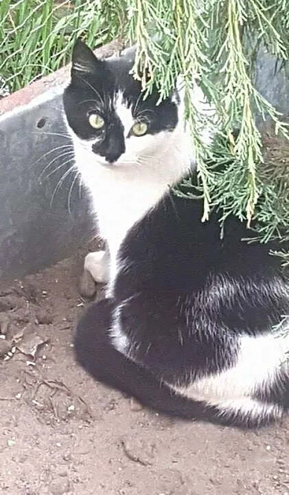 Dwa cudne koty szukają wspaniałych domów! Mami i E