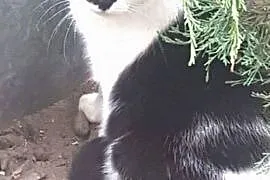 Dwa cudne koty szukają wspaniałych domów! Mami i Emil, adoptuj!, Koty pospolite cała Polska