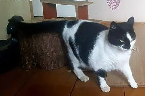 Dwa cudne koty szukają wspaniałych domów! Mami i E