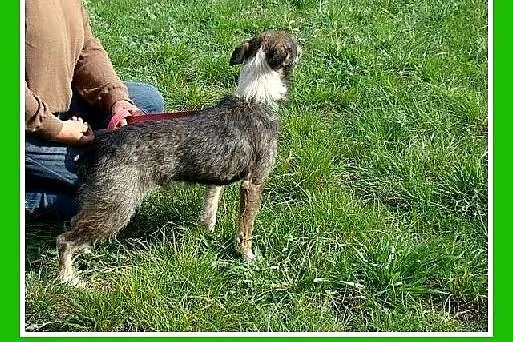 6 kg,rodzinny,łagodny,przytulaśny piesek PIKPOK.Ad