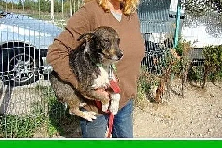 6 kg,rodzinny,łagodny,przytulaśny piesek PIKPOK.Ad