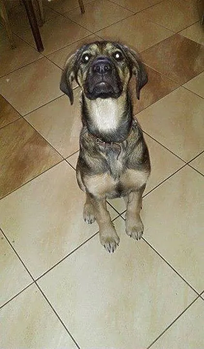 7 miesięczna sunia szuka pilnie kochającego domku
