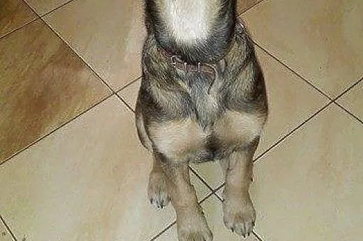 7 miesięczna sunia szuka pilnie kochającego domku 