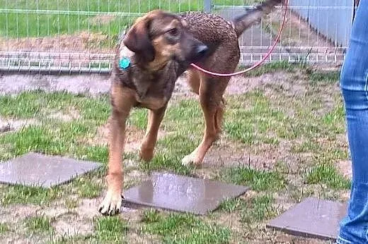 7 miesięczna sunia szuka pilnie kochającego domku 