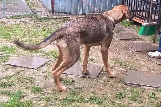 7 miesięczna sunia szuka pilnie kochającego domku 