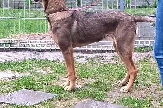 7 miesięczna sunia szuka pilnie kochającego domku 