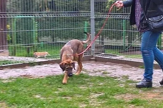 7 miesięczna sunia szuka pilnie kochającego domku 