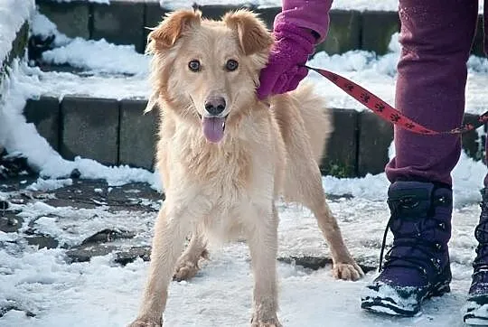 Złotko młody psiak do adopcji