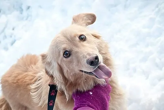 Złotko młody psiak do adopcji