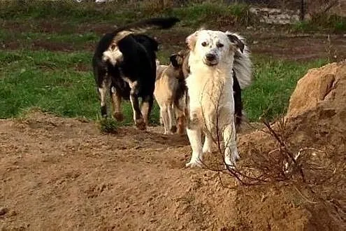 Milka roczna sunia potrzebuje kochającego domku na