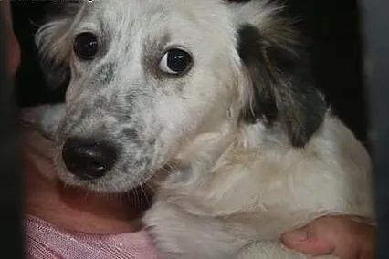 Milka roczna sunia potrzebuje kochającego domku na