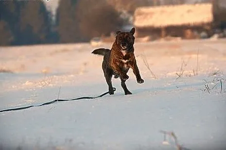 Stolarz energiczny i pogodny psiak szuka kochające