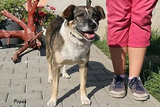 Popek - pogodny i przyjazny piesek, Mazowieckie, Nowy Dwór Mazowiecki
