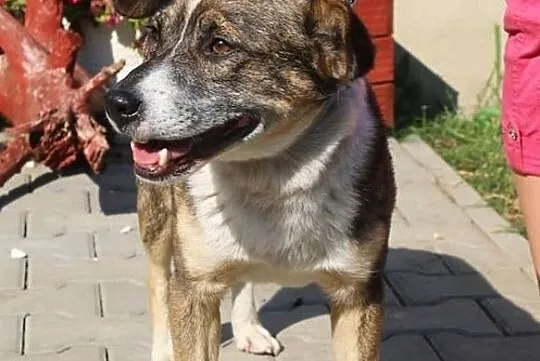 Popek - pogodny i przyjazny piesek, Mazowieckie, Nowy Dwór Mazowiecki