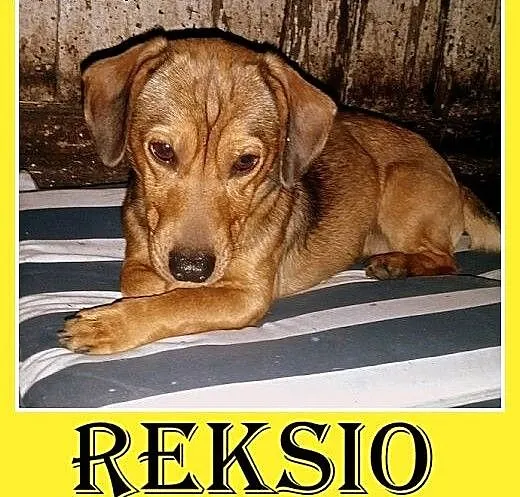 Znaleziony w lesie,jamnik mix,młody,przerażony pie