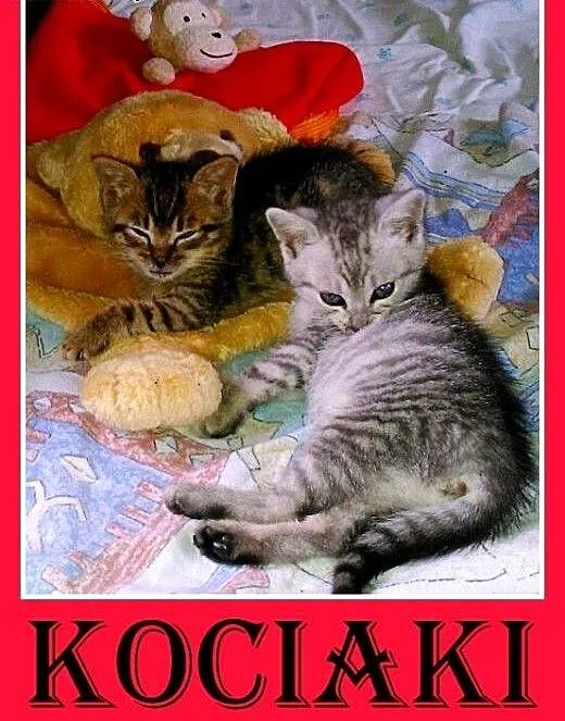 PILNE!Kociaki z domu tymczasowego czekają na domy,