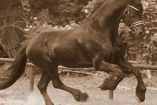Stanówka 2021 ogierem fryzyjskim 172 cm, 82 pkt bonitacji, po Beart 411 Sport Preferent 1000 zł, , Kaźmierz