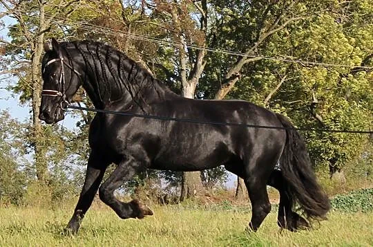 Stanówka 2021 ogierem fryzyjskim 172 cm, 82 pkt bonitacji, po Beart 411 Sport Preferent 1000 zł, , Kaźmierz