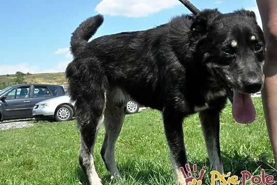 MILUŚ-cudowny, wspaniały, bardzo kochany psiak prosi o dobry dom, adopcja, Małopolskie, Kraków