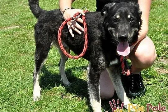 MILUŚ-cudowny, wspaniały, bardzo kochany psiak prosi o dobry dom, adopcja, Małopolskie, Kraków