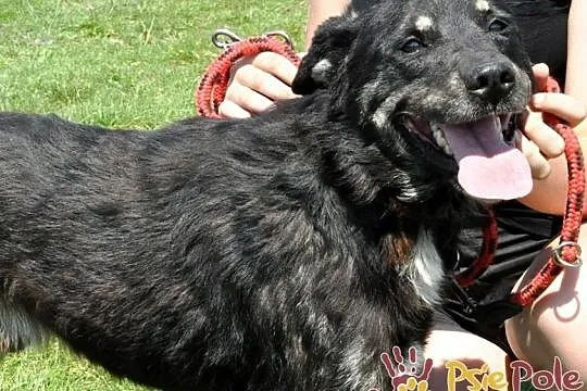 MILUŚ-cudowny, wspaniały, bardzo kochany psiak prosi o dobry dom, adopcja, Małopolskie, Kraków