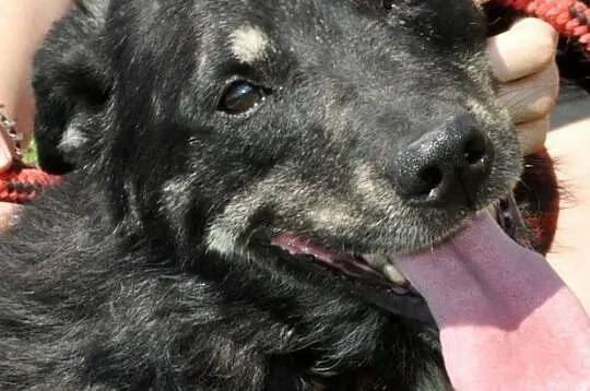 MILUŚ-cudowny, wspaniały, bardzo kochany psiak prosi o dobry dom, adopcja, Małopolskie, Kraków
