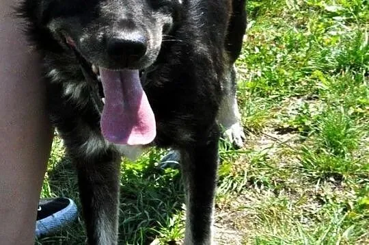 MILUŚ-cudowny, wspaniały, bardzo kochany psiak prosi o dobry dom, adopcja, Małopolskie, Kraków