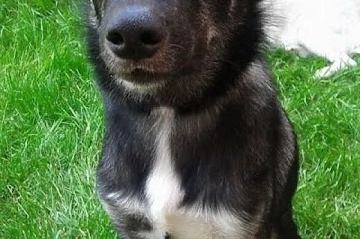 Dizo - piękny, młody mieszaniec husky szuka domu.,  małopolskie Kraków