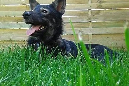 Dizo - piękny, młody mieszaniec husky szuka domu.,