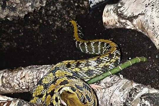 Wąż tajwański samiec, Śląskie, Gliwice