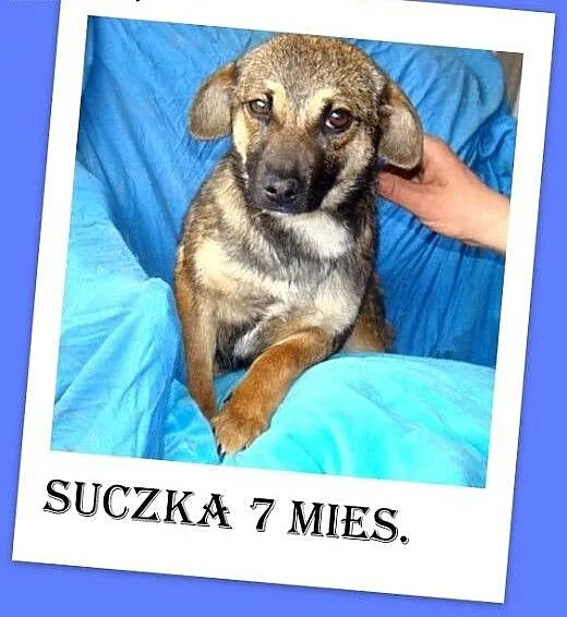 7 mies.szczeniak,suczka średnia,tulaśna,łagodna,we