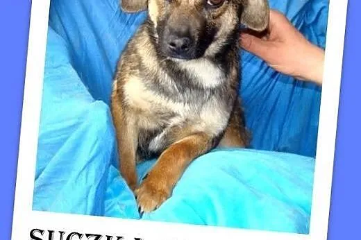 7 mies.szczeniak,suczka średnia,tulaśna,łagodna,we