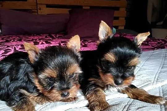 Sprzedam York shire Terrier