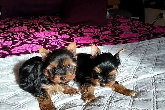 Sprzedam York shire Terrier, Zachodniopomorskie, Tanowo