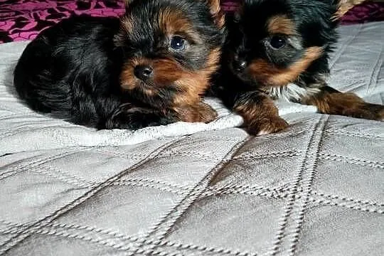 Sprzedam York shire Terrier, Zachodniopomorskie, Tanowo