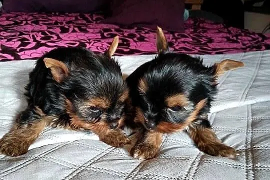 Sprzedam York shire Terrier, Zachodniopomorskie, Tanowo