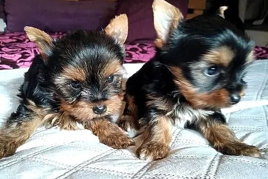 Sprzedam York shire Terrier, Zachodniopomorskie, Tanowo
