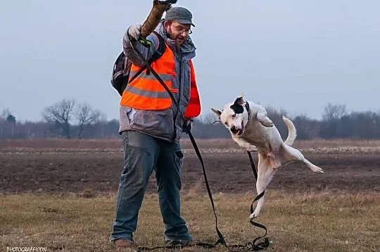 BIM jest mieszańcem w wieku około 6 lat_
