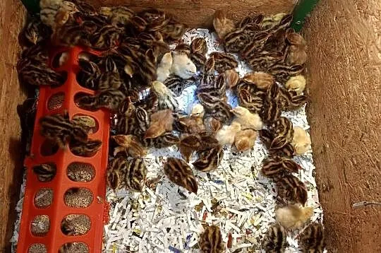 Jaja lęgowe przepiórcze, Śląskie, Kalej