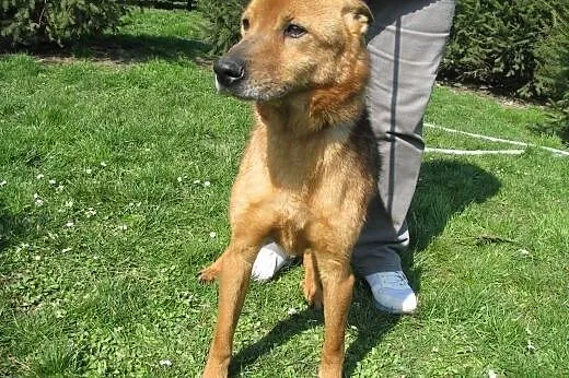 Dino - łagodny pies do adopcji - zabierz go ze schroniska,  małopolskie Kraków