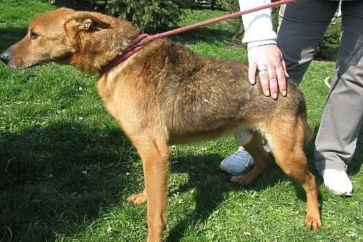 Dino - łagodny pies do adopcji - zabierz go ze sch