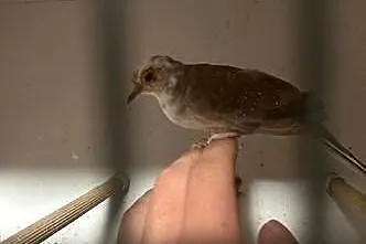 Gołąbek diamentowy szek samica, gołąbki diamentowe, Małopolskie, Skała