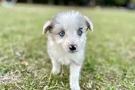 Border collie suczka