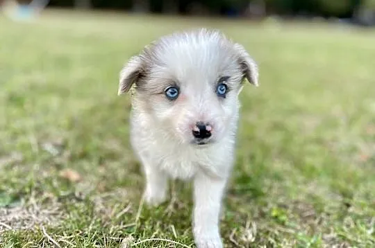 Border collie suczka