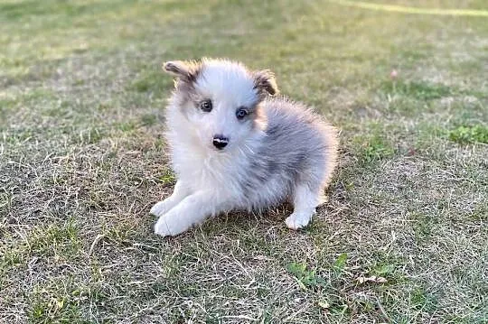 Border collie suczka, Świętokrzyskie, Ostrowiec Świętokrzyski