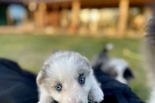 Border collie suczka, Świętokrzyskie, Ostrowiec Świętokrzyski