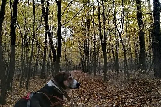 Maks - jego opiekunowie trafili do domu opieki - 5/6 letni psiak do ADOPCJI,  mazowieckie Warszawa, Mazowieckie, Warszawa