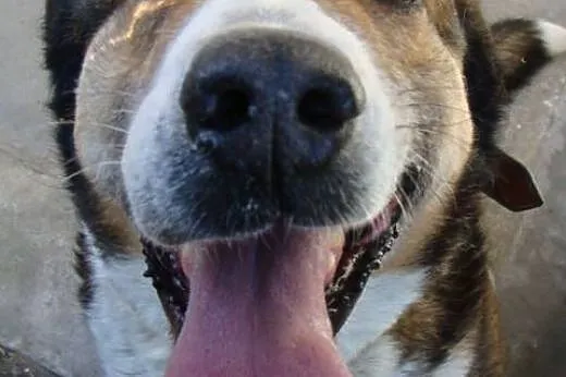 Maks - jego opiekunowie trafili do domu opieki - 5/6 letni psiak do ADOPCJI,  mazowieckie Warszawa, Mazowieckie, Warszawa