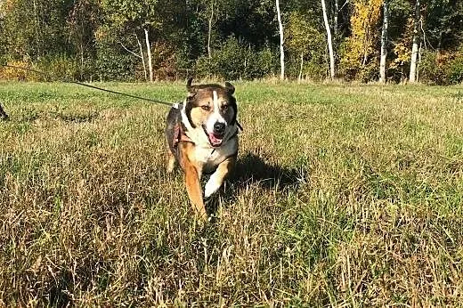 Maks - jego opiekunowie trafili do domu opieki - 5/6 letni psiak do ADOPCJI,  mazowieckie Warszawa, Mazowieckie, Warszawa