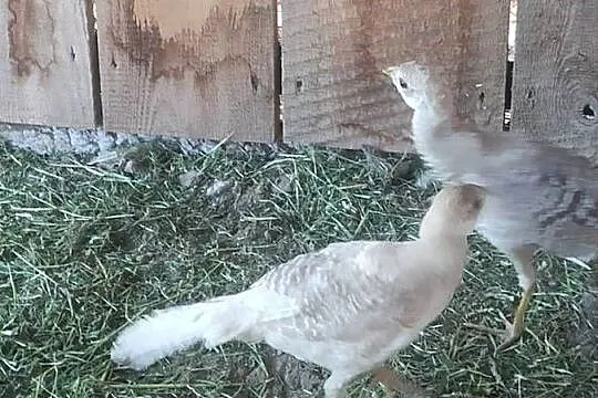 Bażanty bananowe